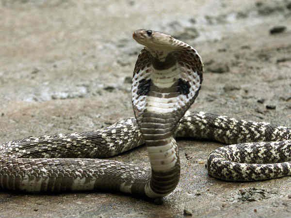 Daughter and mother died due to snake bite in Muzaffarnagar Daughter and mother died due to snake bite in Muzaffarnagar