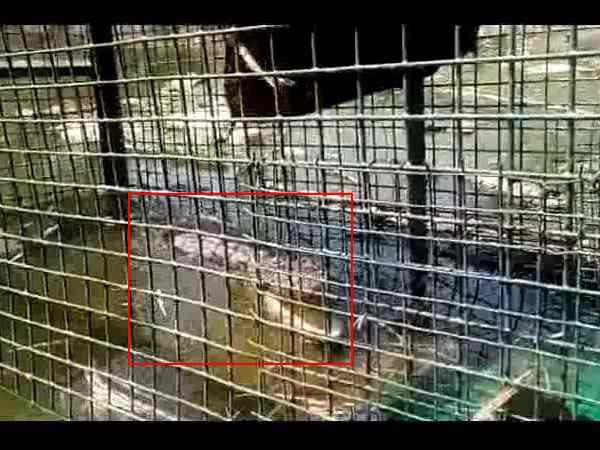 Crocodile caught in pond of Agra Crocodile caught in pond of Agra