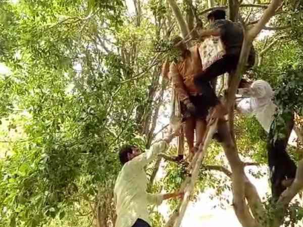 A woman climbed on tree in Mathura after officers ignored her A woman climbed on tree in Mathura after officers ignored her