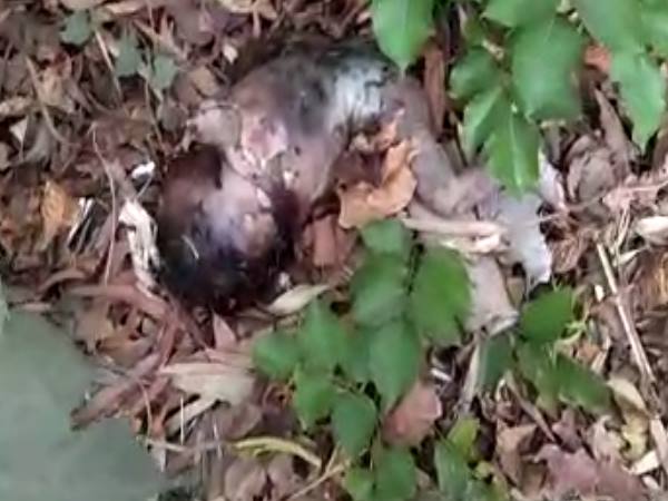 saharanpur dogs bites the deadbody of new born baby saharanpur dogs bites the deadbody of new born baby