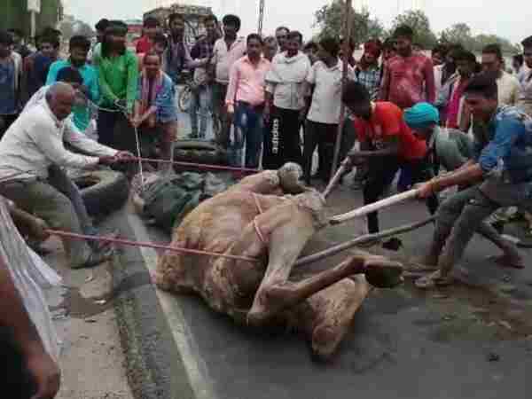 A camel gone crazy in Mathura injured three people A camel gone crazy in Mathura injured three people