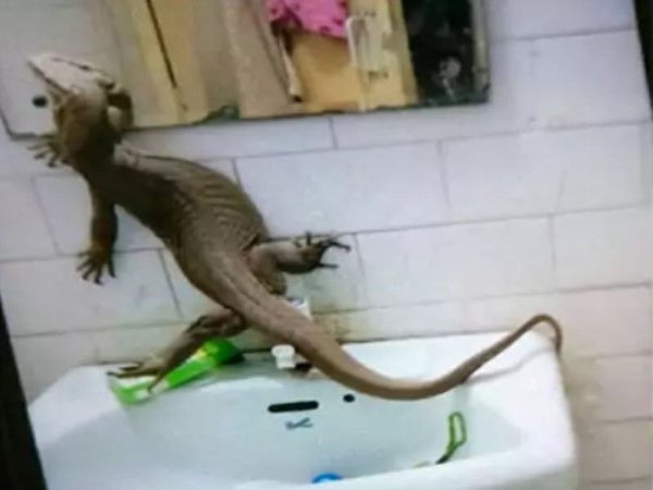 Delhi Dwarka Monitor Lizard Found Inside Girls Hostel Delhi Dwarka Monitor Lizard Found Inside Girls Hostel