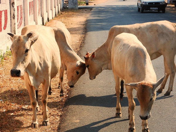 सिराज की पत्नी ने घायल शकील पर आरोप लगाया