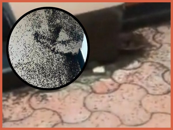 VIDEO: इस जीव से परेशान हैं भुवनेश्वर के लोग,देखकर आ जाएगी घिन VIDEO: इस जीव से परेशान हैं भुवनेश्वर के लोग,देखकर आ जाएगी घिन