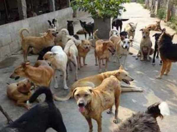 Priya died after dog attacked in Farrukhabad Priya died after dog attacked in Farrukhabad