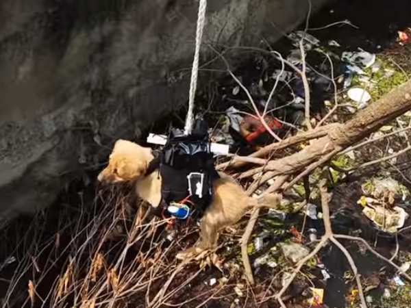 A dog rescued from a drain in Lucknow A dog rescued from a drain in Lucknow