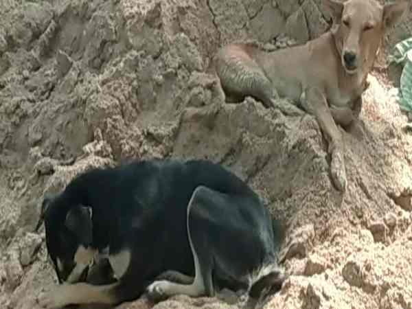 Students not going to school due to fear of dogs in Farrukhabad Students not going to school due to fear of dogs in Farrukhabad