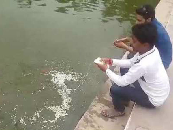 मछली को दाना