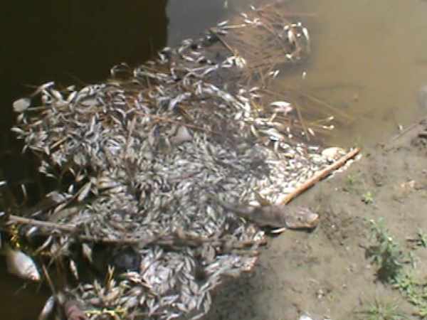 Fishes dying in Ganga due to polluted water Fishes dying in Ganga due to polluted water
