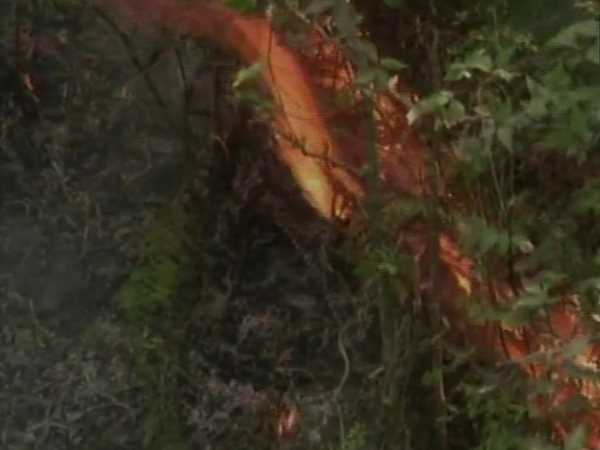 four people burnt death in forest in Shimla four people burnt death in forest in Shimla