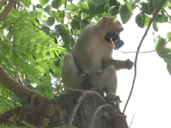 A monkey theft glass of police inspector in Shahjahanpur A monkey theft glass of police inspector in Shahjahanpur