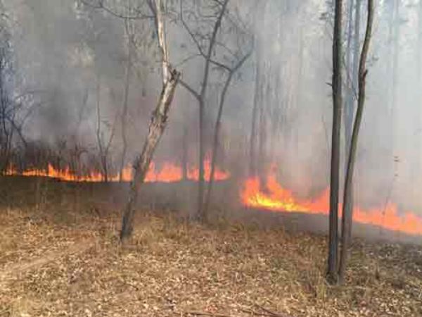 Fire breaks out in the jungles near Tiger Safari in Ludhiana Punjab Fire breaks out in the jungles near Tiger Safari in Ludhiana Punjab