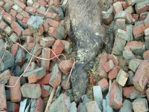 आंधी और तूफान में चंबल नदी पर बना पैंटून पुल टूट गया