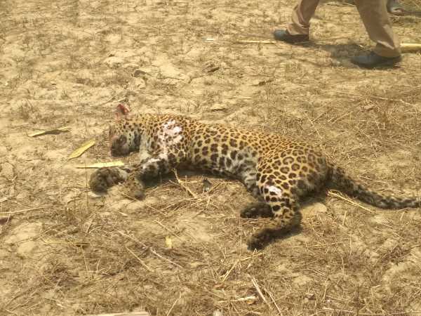villegers killed leopard and than burn in bahraich villegers killed leopard and than burn in bahraich