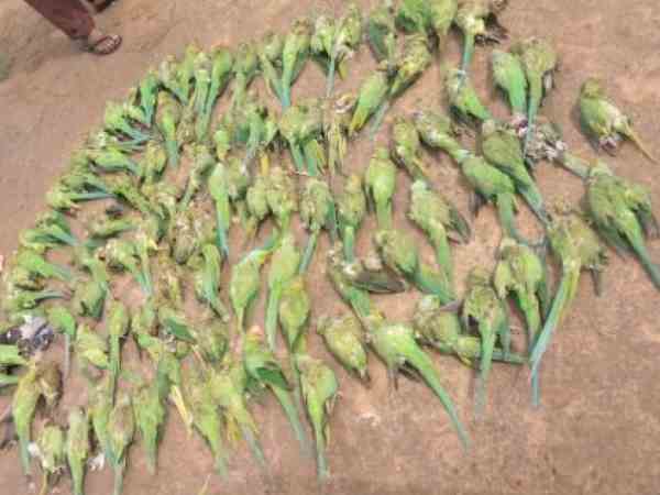 सैकड़ों तोते भी तूफान का शिकार बन गए