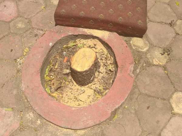 Five sandalwood trees chopped and stolen from inside Raj Bhavan Five sandalwood trees chopped and stolen from inside Raj Bhavan