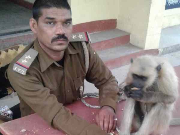 दरोगा का जिगरी दोस्त रहा यह बंदर
