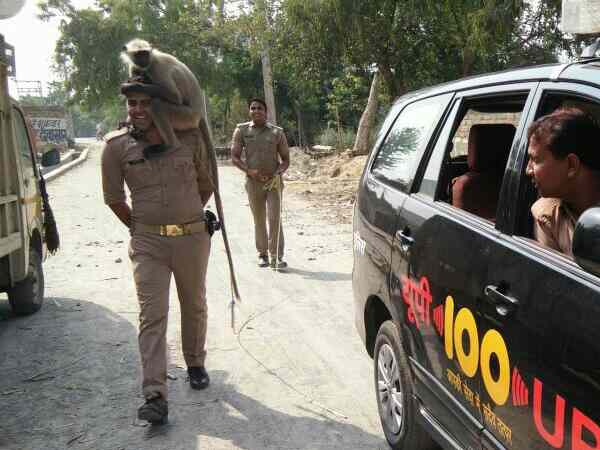 पुलिसकर्मियों का चहेता रहा यह बंदर