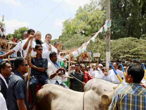 बैलगाड़ी पर सवार हुए राहुल गांधी