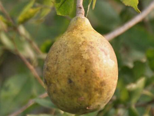 सफलता प्राप्ति के लिए