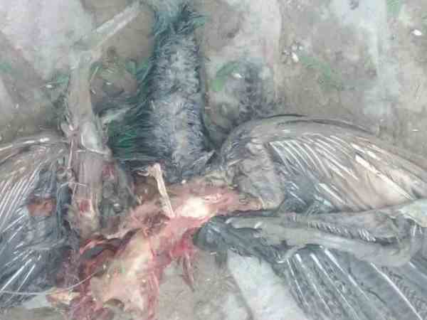 कबूतर, मोर और तोते घायल होने की सूचना मिली