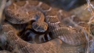 A man from Texas nearly died after being bitten by a decapitated snake head A man from Texas nearly died after being bitten by a decapitated snake head