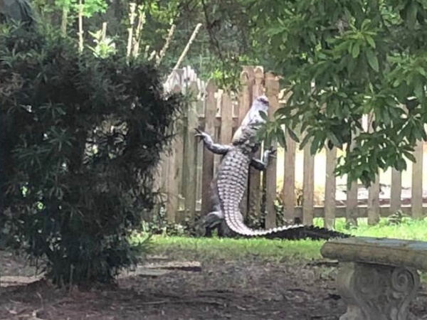 Alligator Alligator