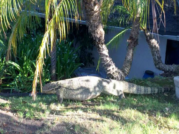 WATCH: Scary crocodile walks down the street; Sharon Stone’s viral video will terrify you WATCH: Scary crocodile walks down the street; Sharon Stone’s viral video will terrify you