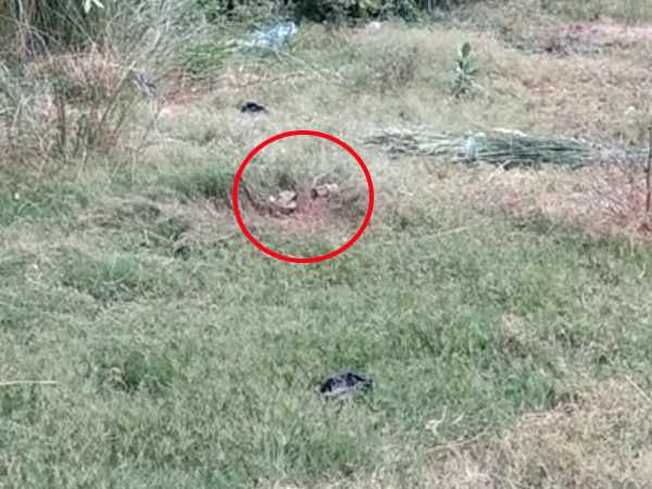 Blast in graveyard in Patna two children injured Blast in graveyard in Patna two children injured