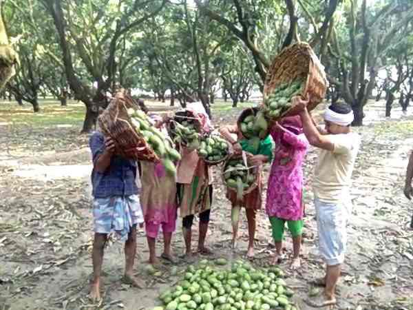 Heavy damage to mango crop in Shamli due to storm Heavy damage to mango crop in Shamli due to storm