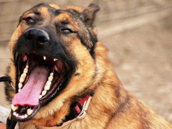 Dog Dog