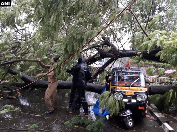 thunderstorm in kerala two months baby flies and get stuck tree thunderstorm in kerala two months baby flies and get stuck tree