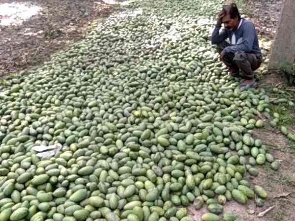 Heavy damage to mango crop in Shamli due to storm Heavy damage to mango crop in Shamli due to storm