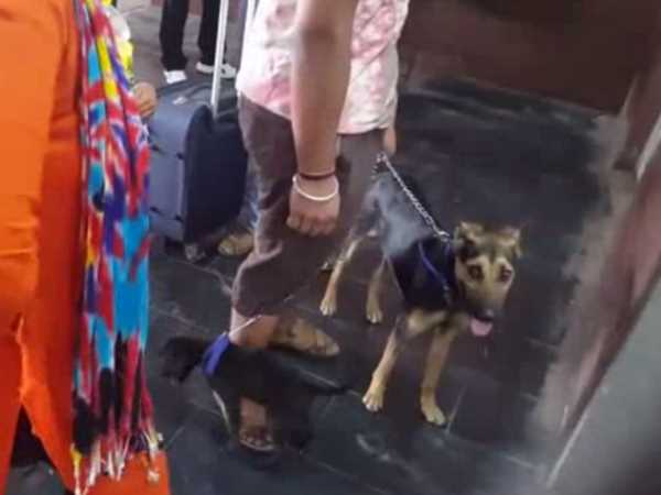 Two dogs were traveling without ticket in Agra railway station Two dogs were traveling without ticket in Agra railway station