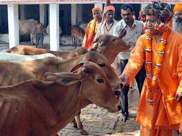 yogi government will open Cow shed in jail yogi government will open Cow shed in jail