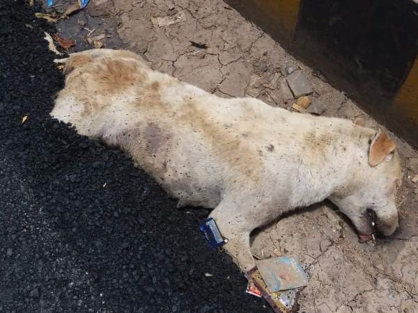 road constructed on dog in Agra died road constructed on dog in Agra died