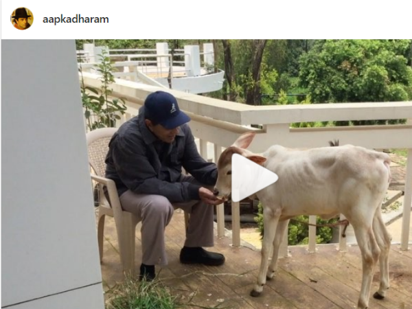 अल्फांसो, बड़े प्यार से बोए थे.........