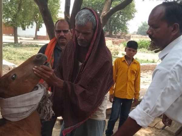 A BJP leader died in Mirzapur after his calf killed in dog attack A BJP leader died in Mirzapur after his calf killed in dog attack