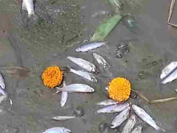 Swachh Ganga plan seems to fail, number of fishes dies due to pollution Swachh Ganga plan seems to fail, number of fishes dies due to pollution