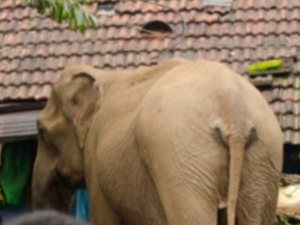 An elephant killed husband and injured wife in Korba An elephant killed husband and injured wife in Korba