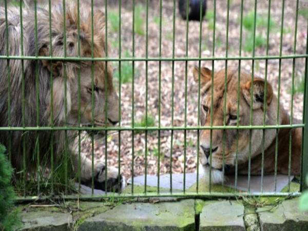 BERLIN Lions, tigers, jaguar, bear escape flooded German zoo cages BERLIN Lions, tigers, jaguar, bear escape flooded German zoo cages