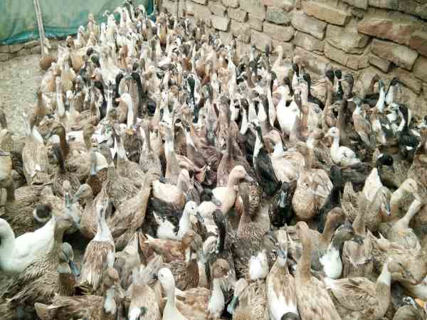 300 बत्तखों को लेकर जा रही थी महिला
