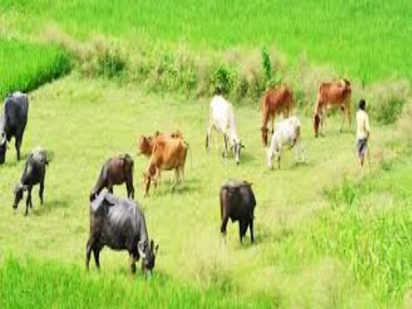 एक बैल खो जाने के डर से नहीं जा रही थीं घर