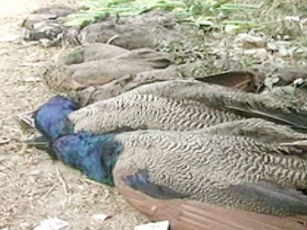 peacocks die in suspected condition in up peacocks die in suspected condition in up