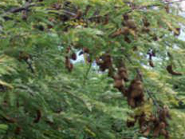 मंगल दोष के लिए