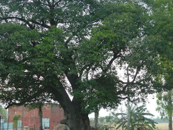 सिर दर्द से परेशान है तो...