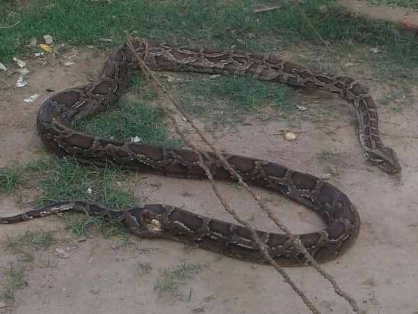 उत्तर प्रदेश के हापुड़ स्थित पिलखुवा में हडकंप उस वक्त मच गया जब वहां के लोगों ने एक 15 फीट बड़े अजगर को अपने आस-पास पाया। लोगों ने अजगर को राष्ट्रीय राजमार्ग पर निर्माणाधीन पिलर ए -145 के पास एक गड्ढे से निकलते देखा जिसके बाद लोगों में हडकंप मच गया। मौजूद लोगों ने चतुराई दिखाते हुए इस बात की सूचना वन विभाग की टीम को दी। उत्तर प्रदेश के हापुड़ स्थित पिलखुवा में हडकंप उस वक्त मच गया जब वहां के लोगों ने एक 15 फीट बड़े अजगर को अपने आस-पास पाया। लोगों ने अजगर को राष्ट्रीय राजमार्ग पर निर्माणाधीन पिलर ए -145 के पास एक गड्ढे से निकलते देखा जिसके बाद लोगों में हडकंप मच गया। मौजूद लोगों ने चतुराई दिखाते हुए इस बात की सूचना वन विभाग की टीम को दी।