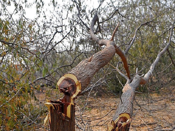 ngt stays felling of trees in Delhi till July 19 ngt stays felling of trees in Delhi till July 19