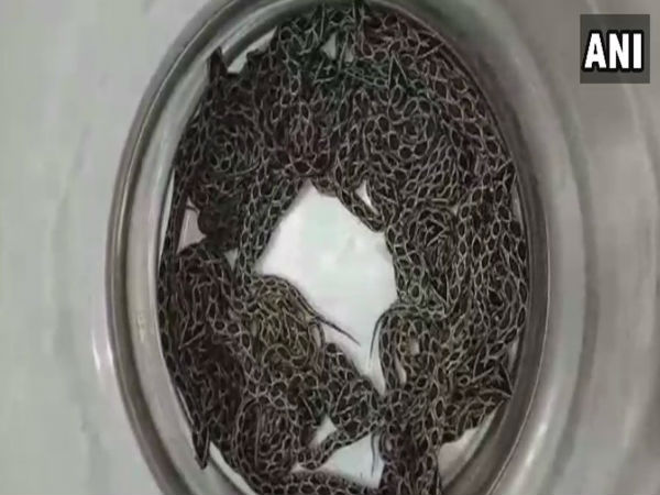 Watch the fourth most venomous snake give birth to 36 hatchlings Watch the fourth most venomous snake give birth to 36 hatchlings