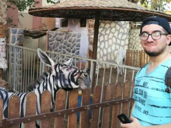 Zoo Accused Of Painting Donkeys To Look Like Zebras, Denies Charge Zoo Accused Of Painting Donkeys To Look Like Zebras, Denies Charge